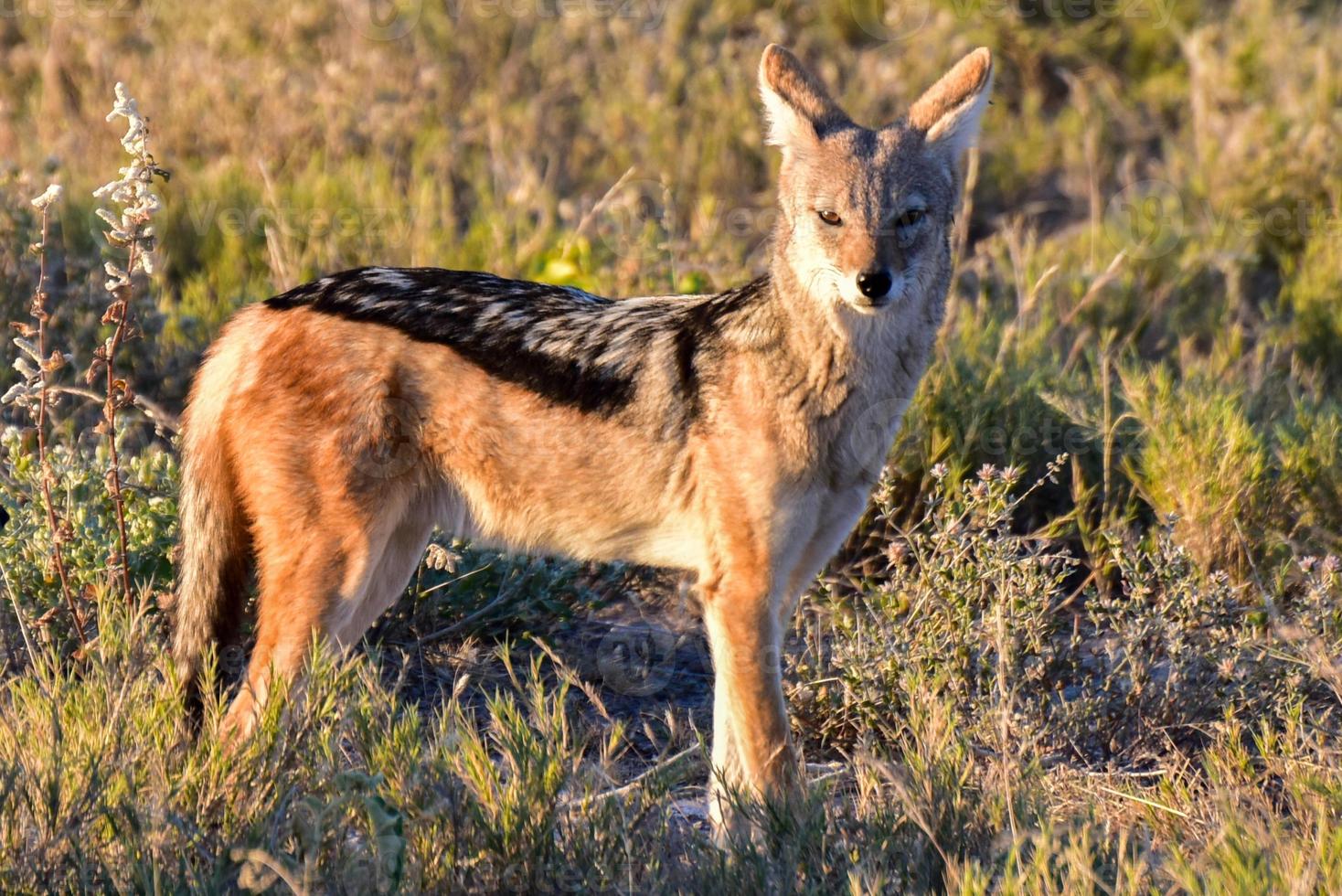 Jackal - Etosha, Namibia photo