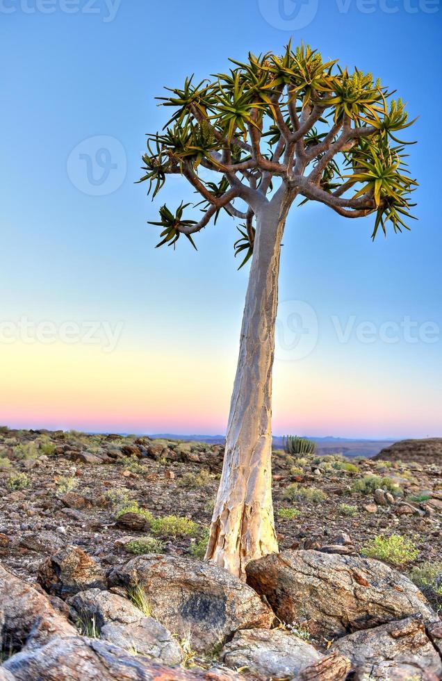 Quiver Tree - Namibia photo