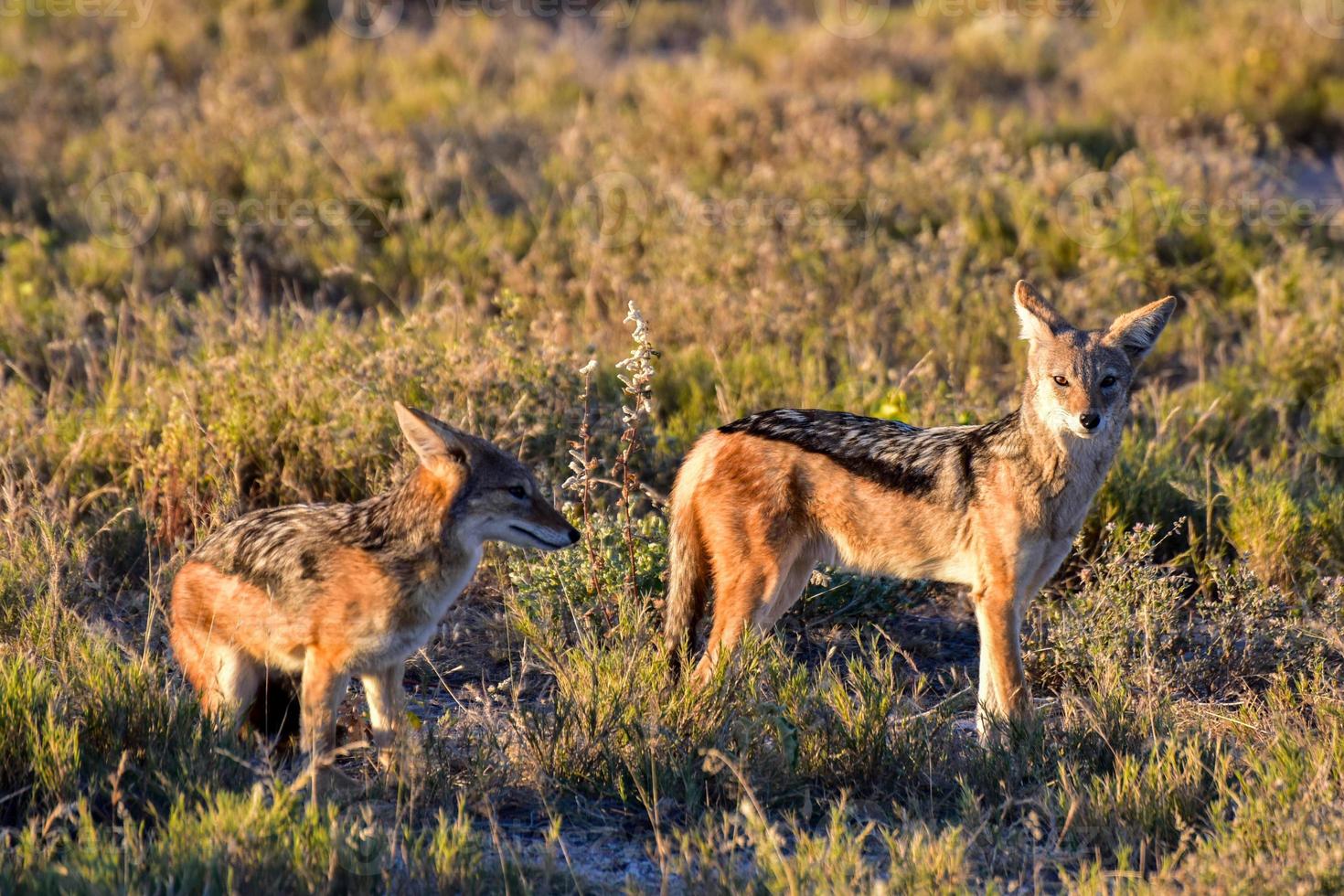 Jackal - Etosha, Namibia photo