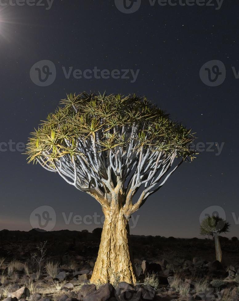 Quiver Tree Forest - Nambia photo