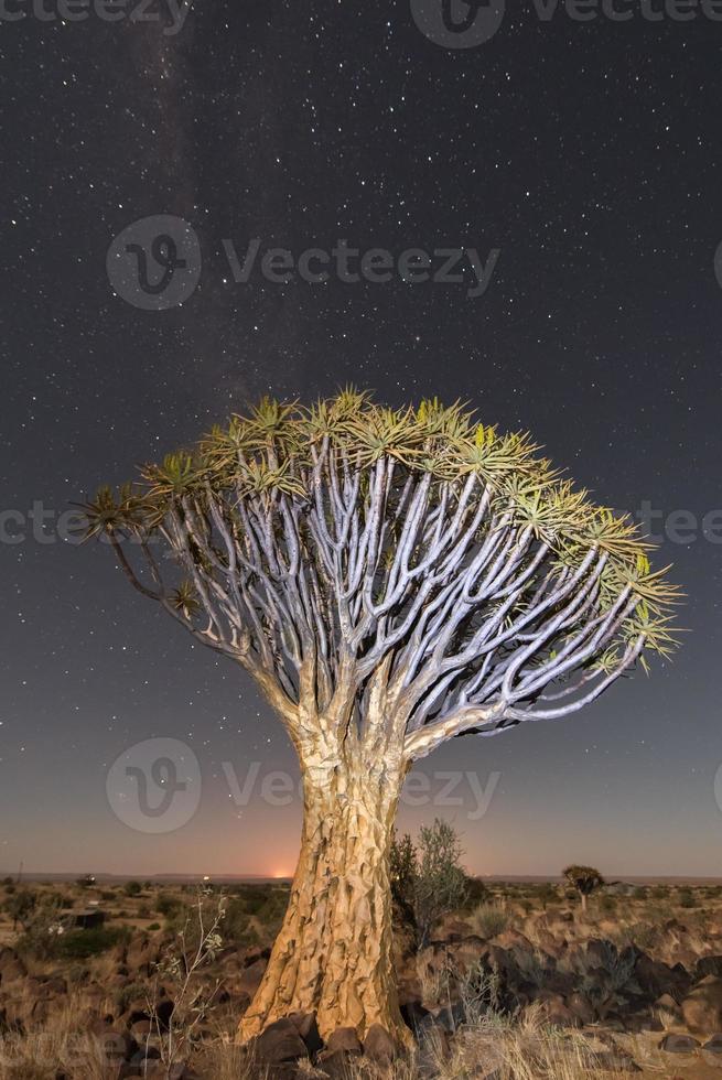 Quiver Tree Forest - Nambia photo