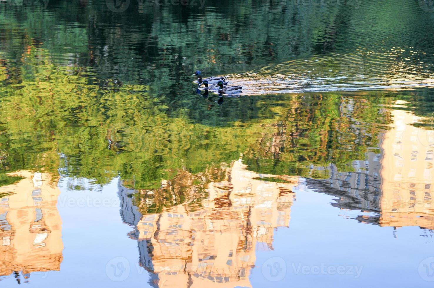 Ducks in Central Park Lake with nearby buildings reflected in New York City photo