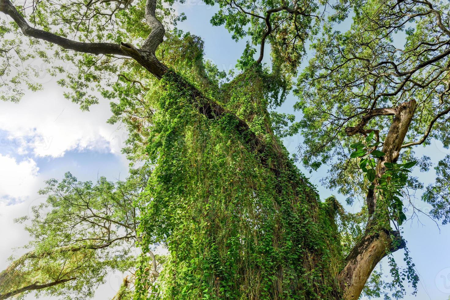 Almendares Park in the Great Metropolitan Park, also known as the forest of Havana in Cuba. photo