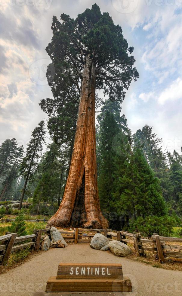 Giant sequoia tree Sentinel in Sequoia National Park, California, USA photo