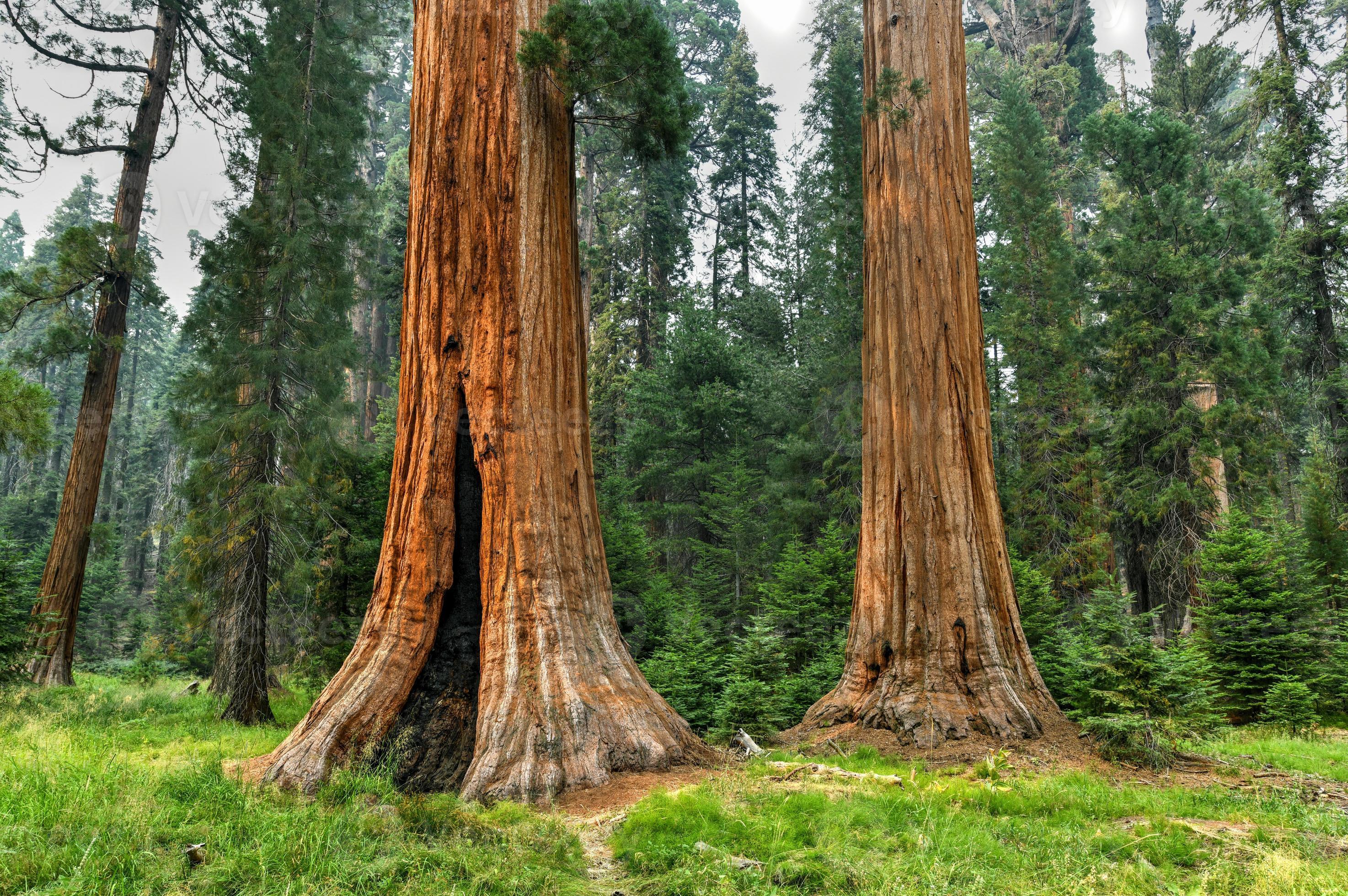 The Land of the Big Trees: Exploring the Largest California Indian Reservation