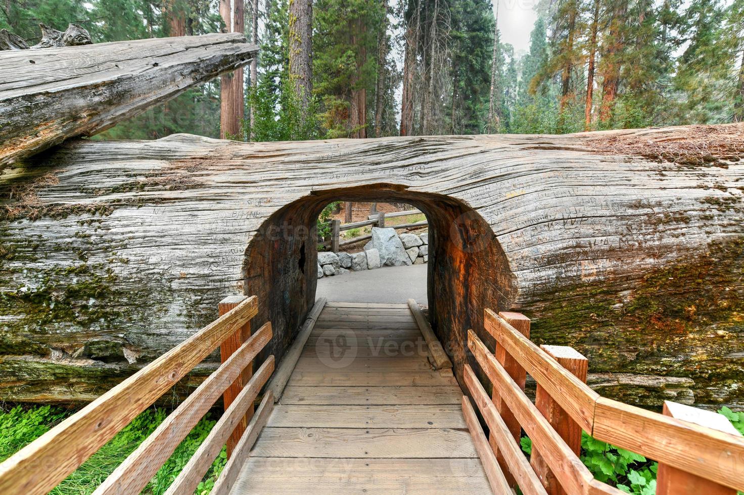 Entrance to grove with Giant sequoia trees, General Sherman in Sequoia National Park, California, USA. photo