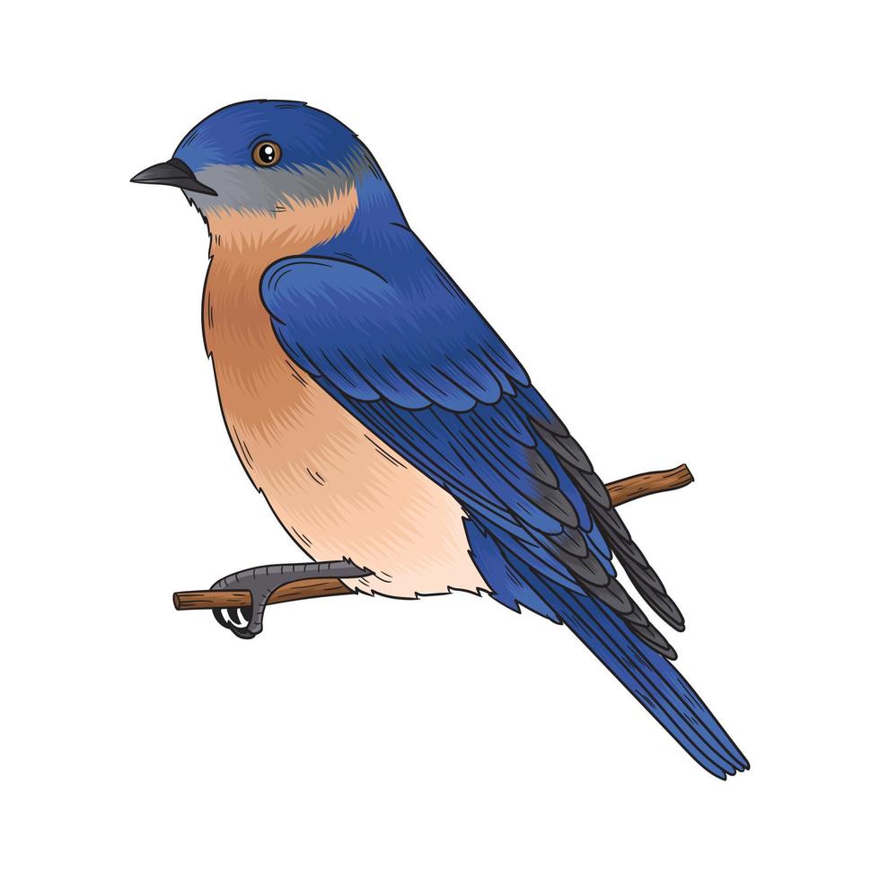 vector bird tledekan or blue bird, this bird has a beautiful blue feather color