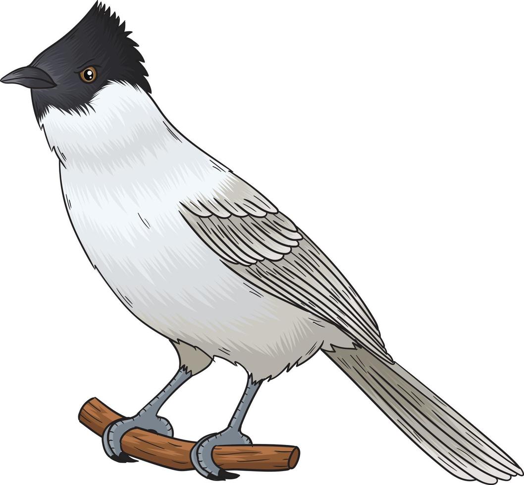 vector kutillang the name of the bird in Indonesia
