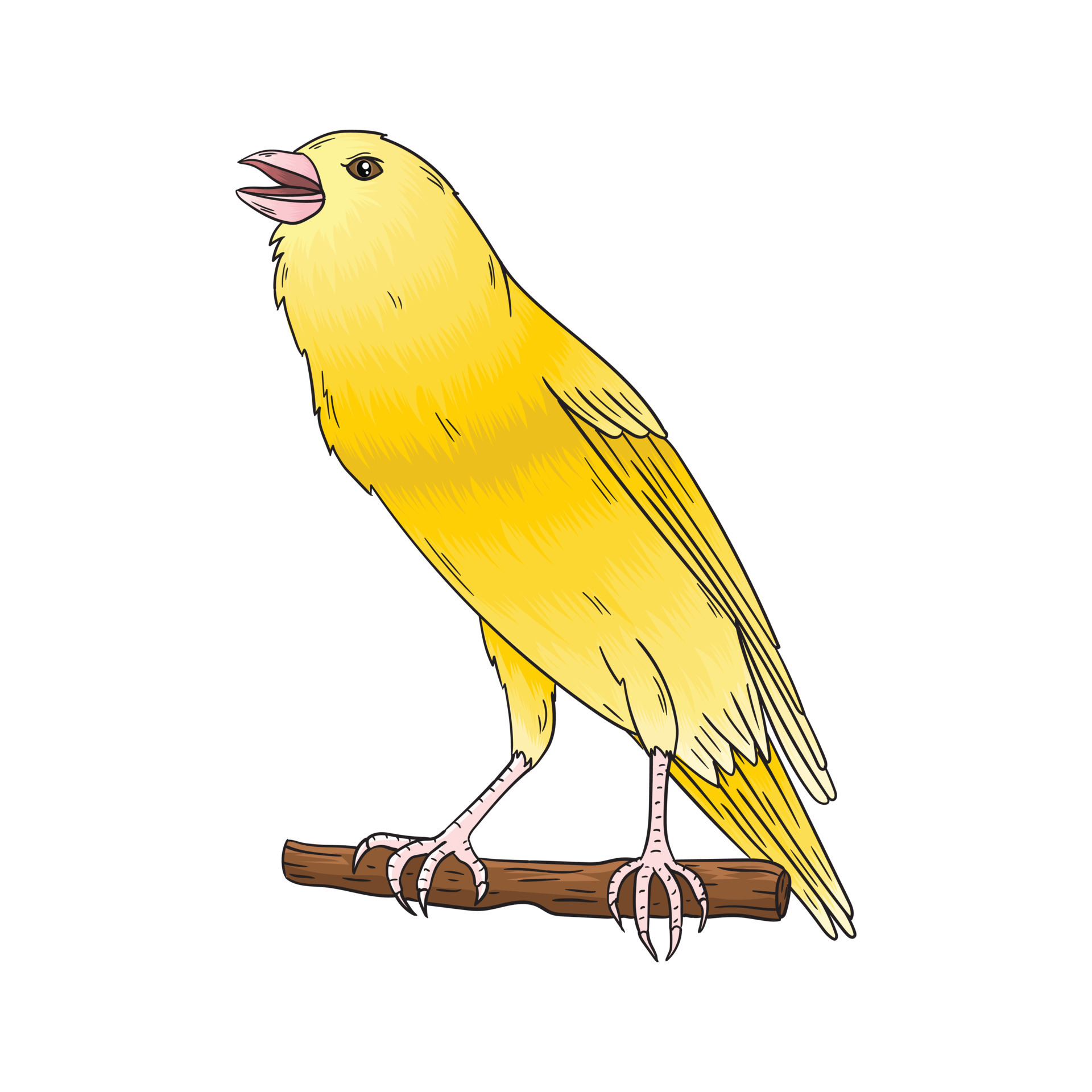 Canary animation Canary animation