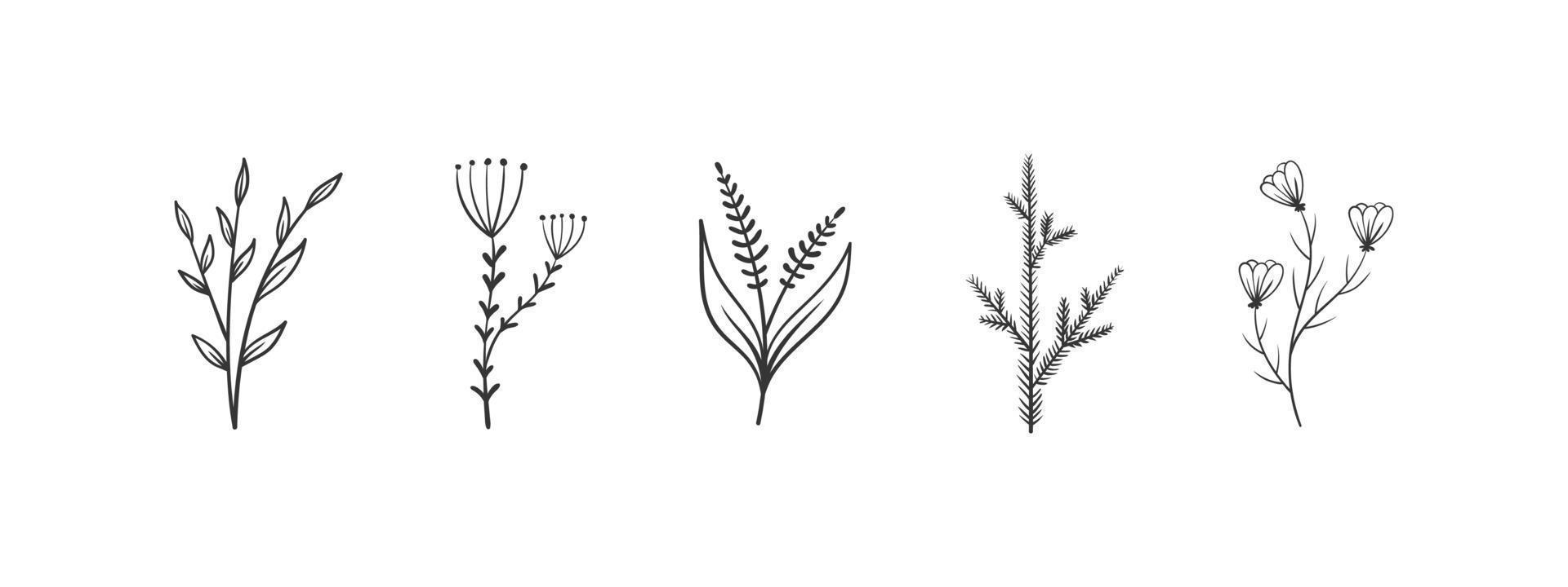 Herb and flower elements. Twigs with leaves and flowers. Hand drawn floral elements. Vector illustration