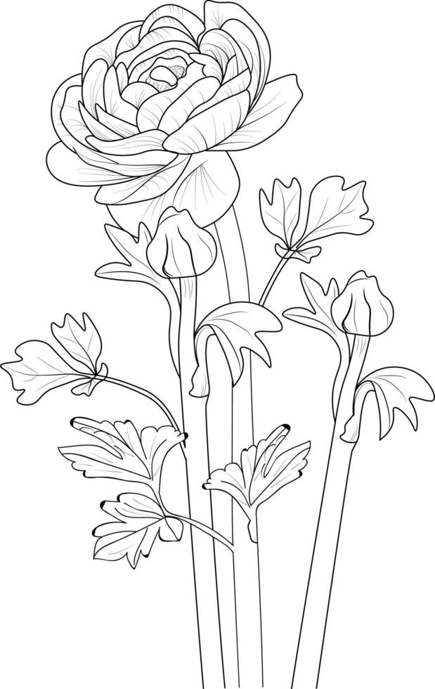 Rununchulas flower pencil sketch, Isolated flower hand drawn vector sketch illustration, botanic collection branch of leaf buds natural collection coloring page floral bouquets engraved ink art.