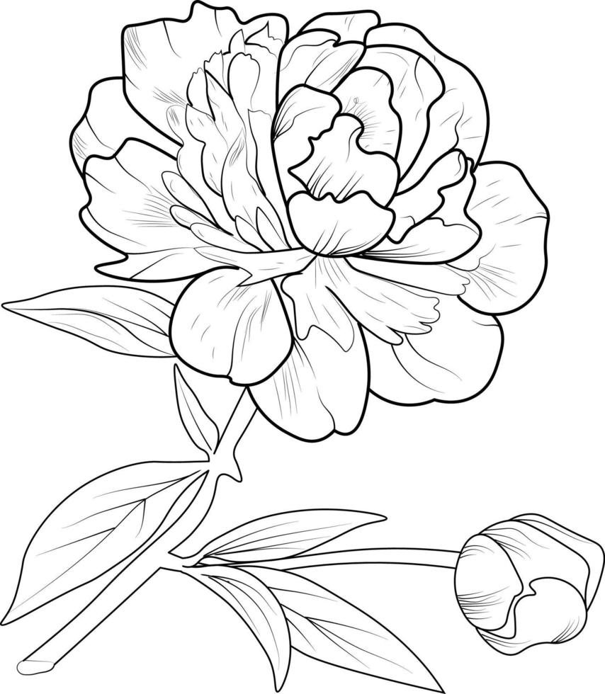 dibujo vectorial de flor de peonía en flor, patrón floral vectorial monocromo dibujado a mano. esbozar ilustración con flores. diseño floral para tarjeta o impresión, ilustración de flores pintadas a mano aislada en blanco. vector