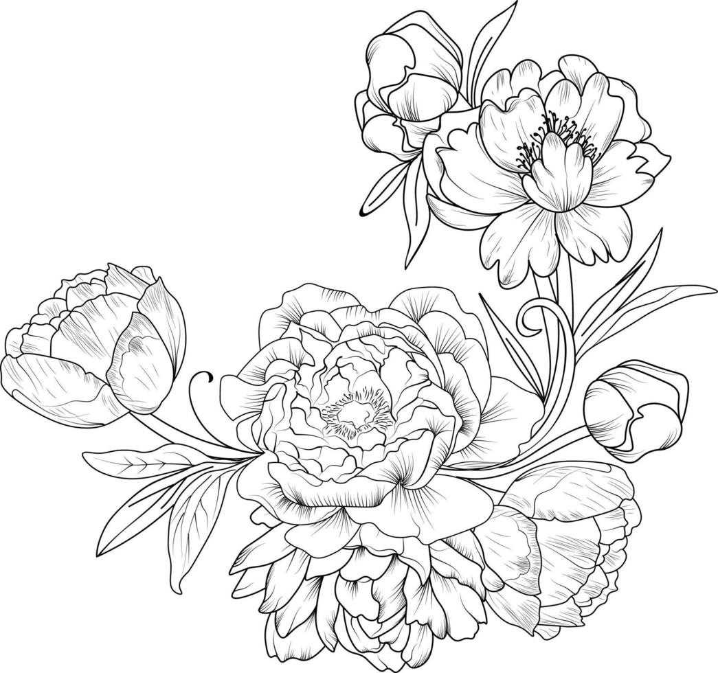 Peony flower drawing, Isolated buttercup flower hand drawn vector sketch illustration, botanic collection branch of leaf buds natural collection coloring page floral bouquets engraved ink art.