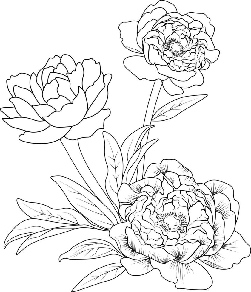 Vector illustration of beautiful peony flowers bouquet, hand-drawn coloring book of artistic, blossom flowers buttercup isolated on white background, sketch art leaf branch botanic collection adults.