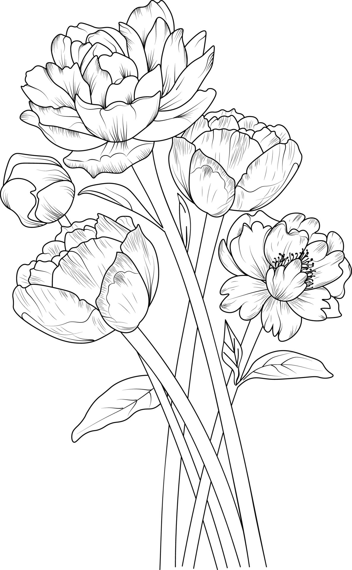 Peony flower sketch art. Black outline drawing is perfect for coloring