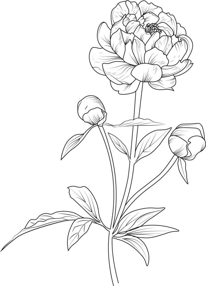 flores rama de brotes de hoja peonía dibujo a mano ilustración vectorial elementos de diseño vintage ramo floral natural colección página para colorear y libro para adultos y niños aislar sobre fondo blanco. vector