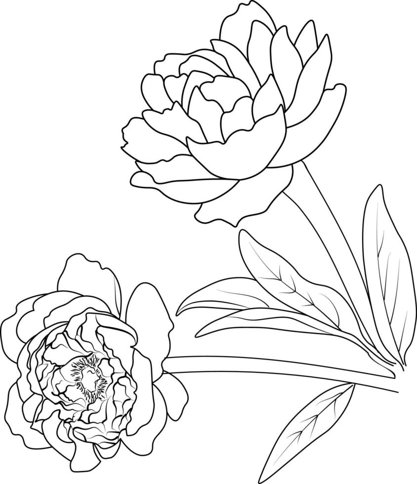 Ilustración de esbozo de vector pepny, aislado en blanco. monocromo patrón floral vectorial dibujado a mano. esbozar ilustración con flores. diseño floral para tarjeta o impresión, ilustración de flores pintadas a mano