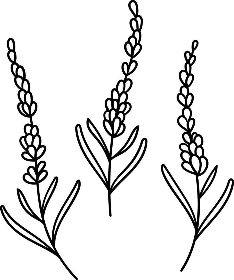 Vector lavender, hand drawn botanical illustration, flower drawing