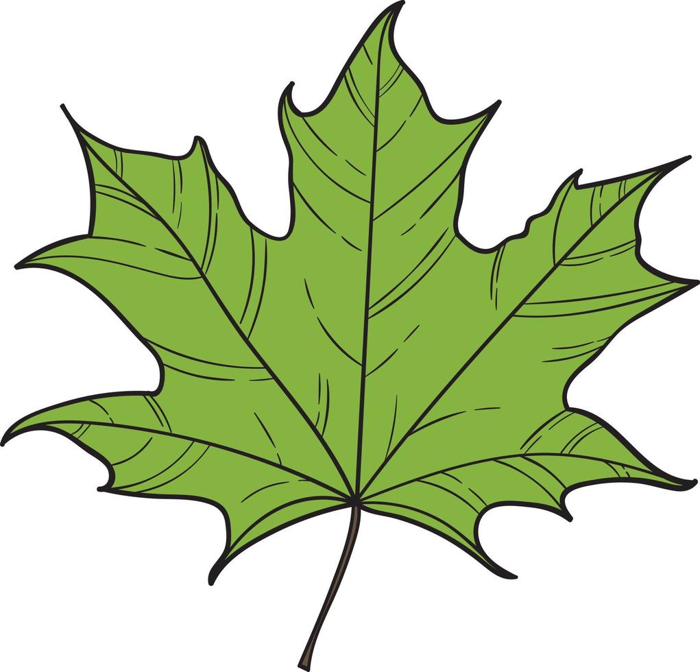 Maple leaf vector illustration