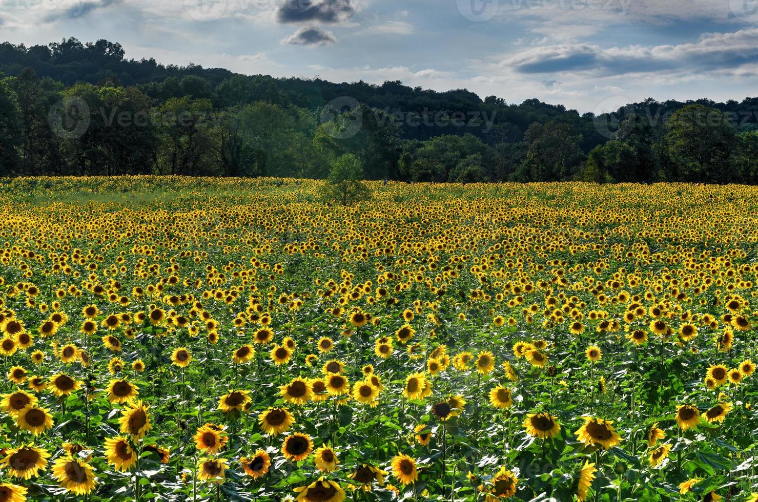 amplio campo de un laberinto de girasoles en el condado de sussex, nueva jersey foto