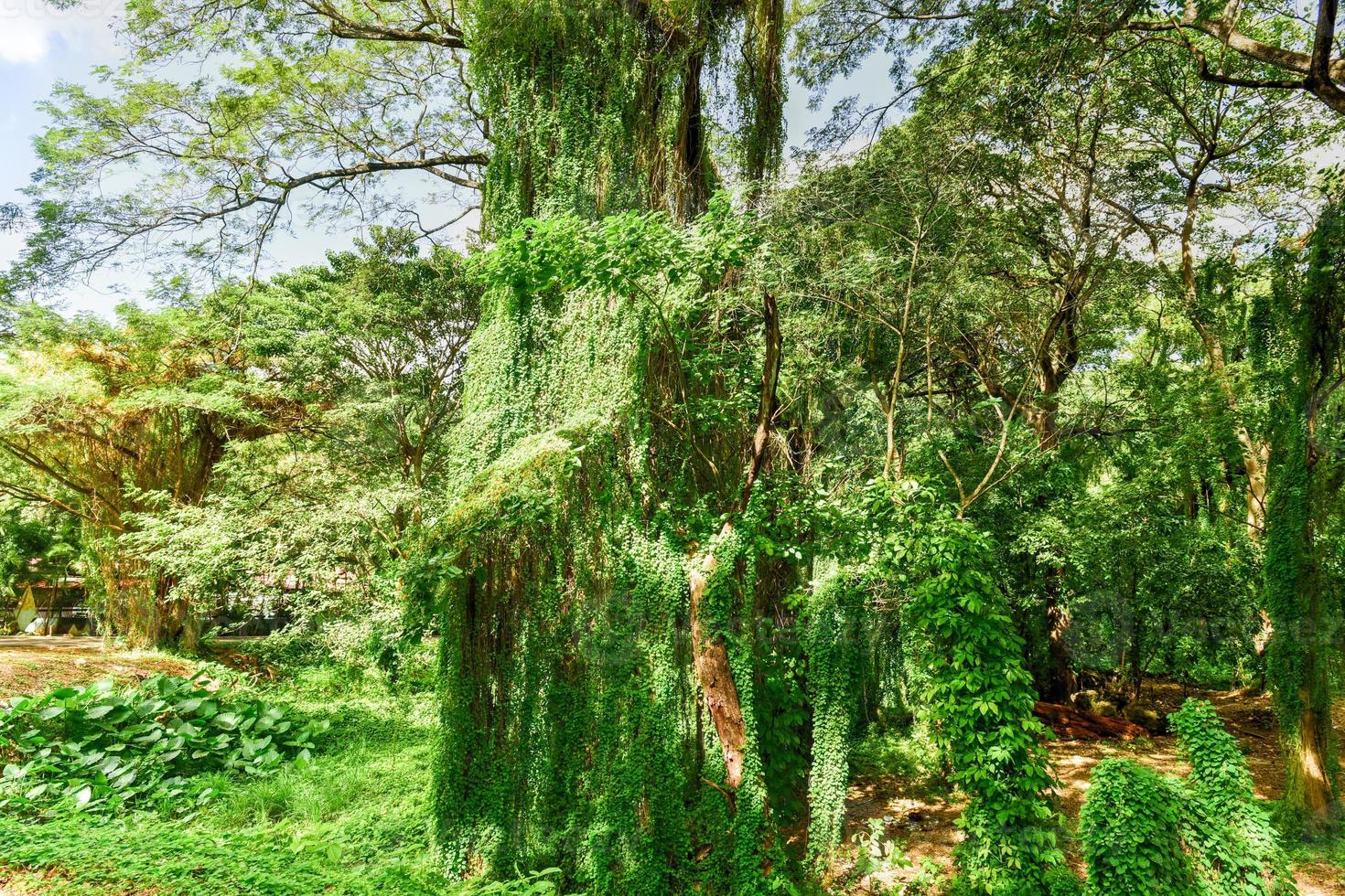 Almendares Park in the Great Metropolitan Park, also known as the forest of Havana in Cuba. photo