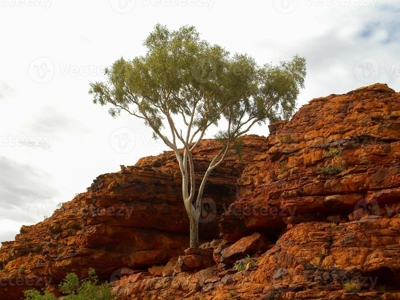 Panoramic view of Kings Canyon, Central Australia, Northern Territory, Australia photo