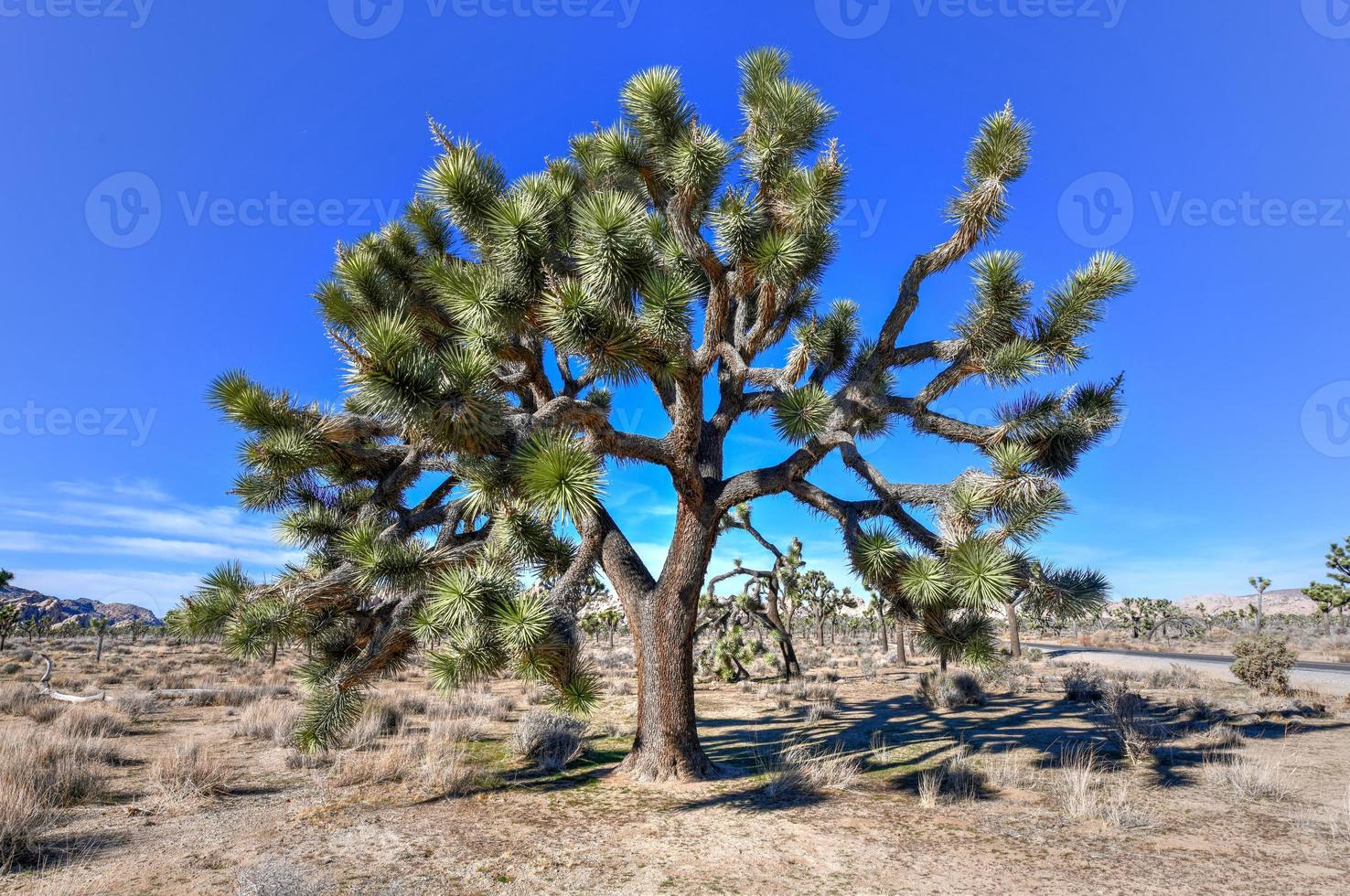 Beautiful landscape in Joshua Tree National Park in California. photo