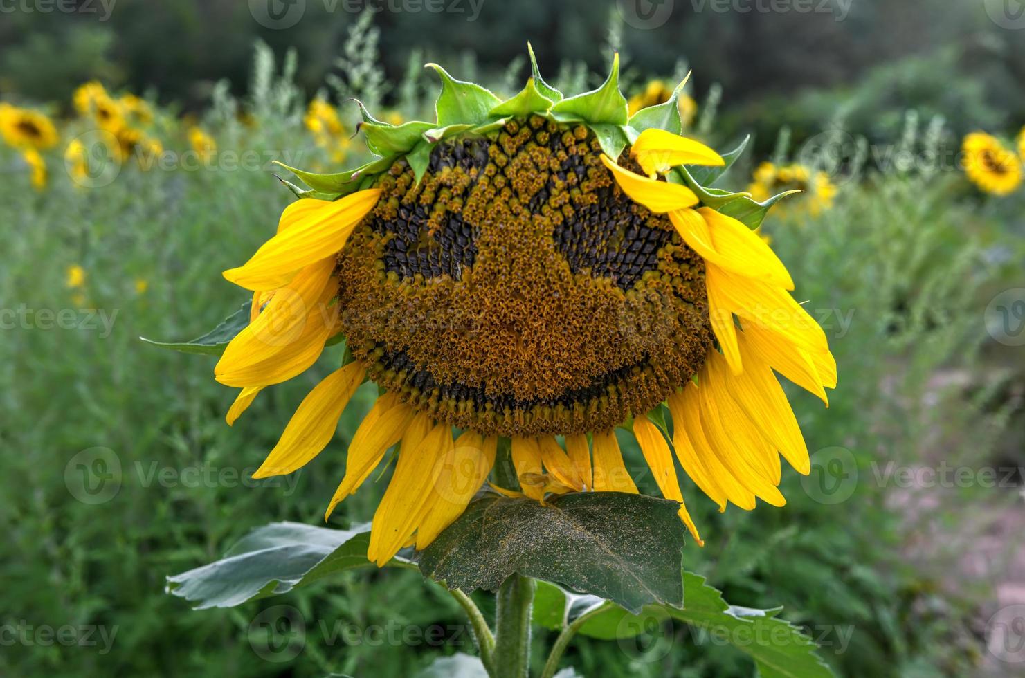 Close-up of a sunflower with a smile in a Sunflower Maze in Sussex County, New Jersey. photo
