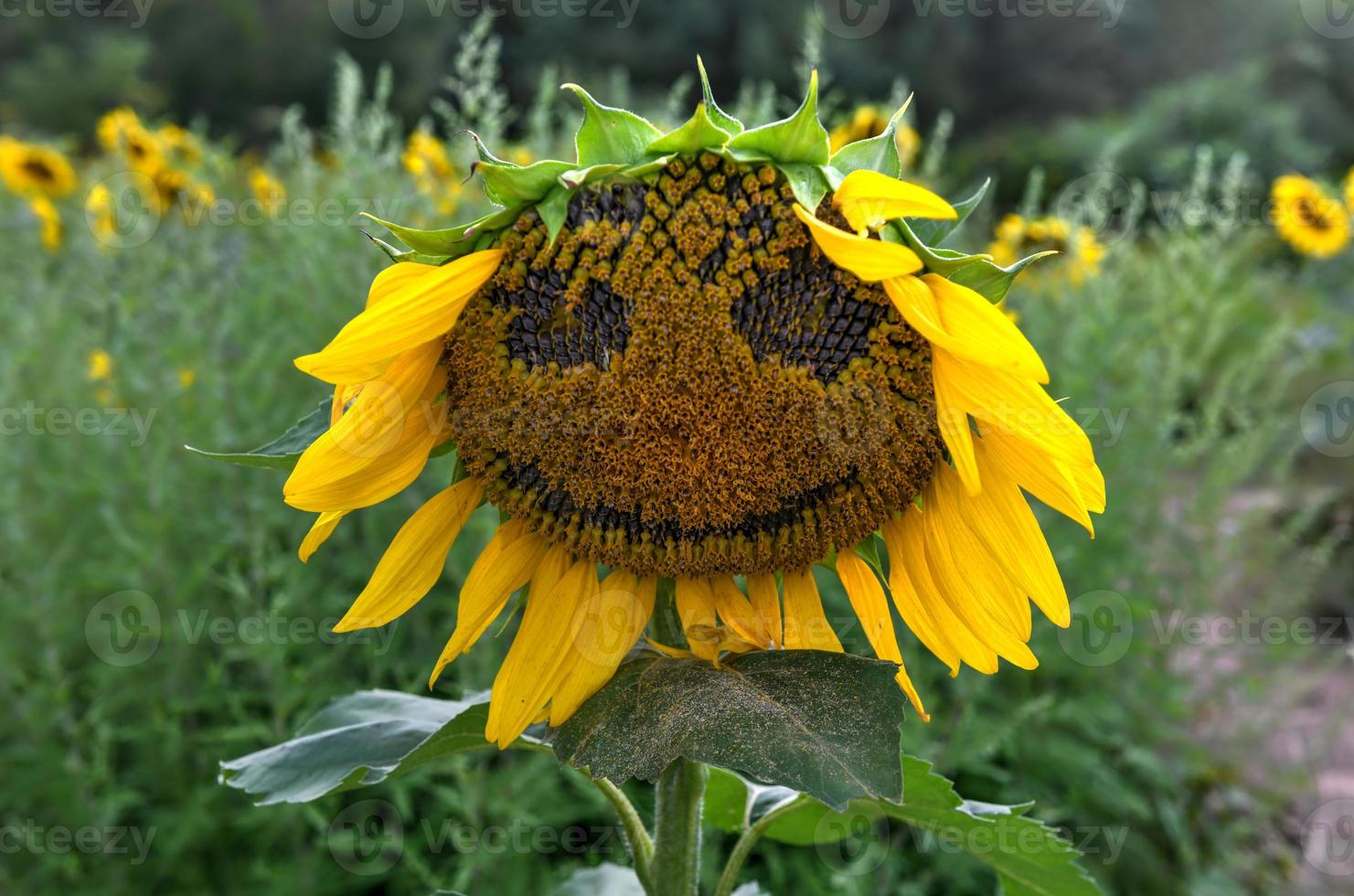 primer plano de un girasol con una sonrisa en un laberinto de girasoles en el condado de sussex, nueva jersey. foto