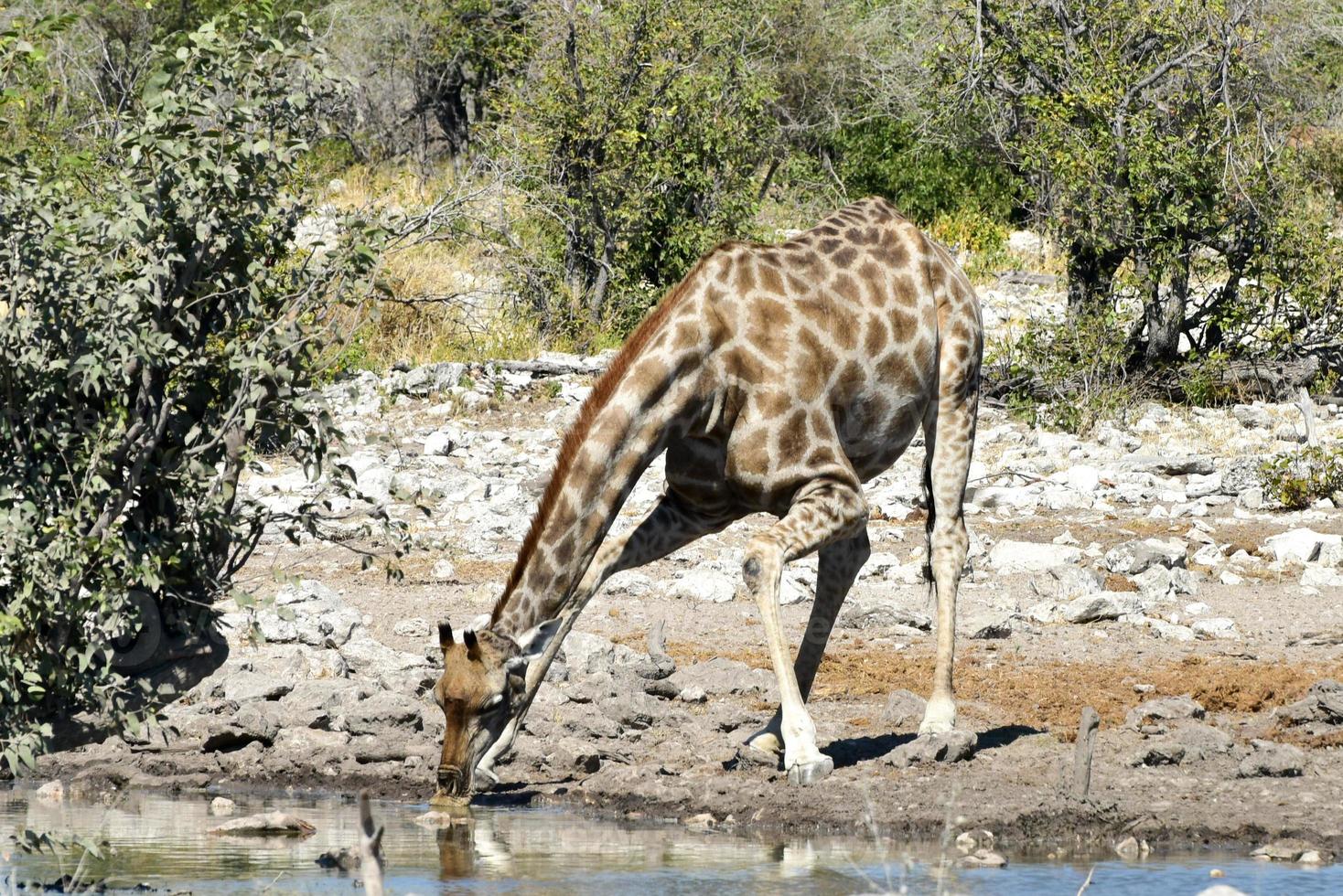 Giraffe - Etosha, Namibia photo