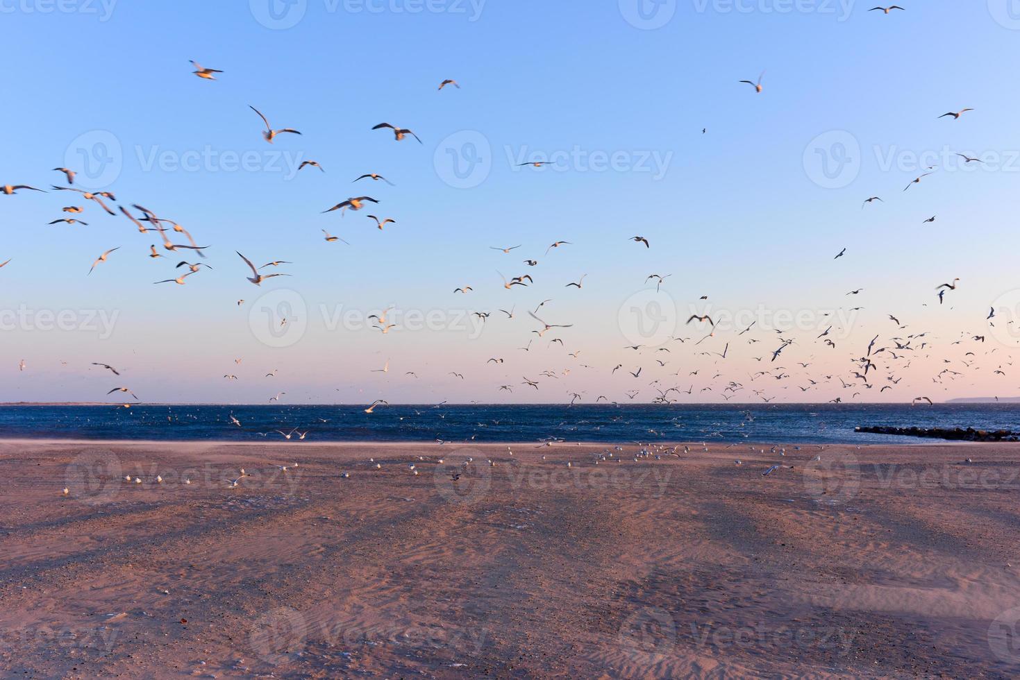 Seagulls Flying Over the Beach photo