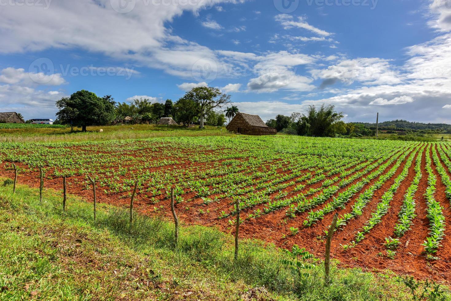 Tobacco field in the Vinales valley, north of Cuba. photo