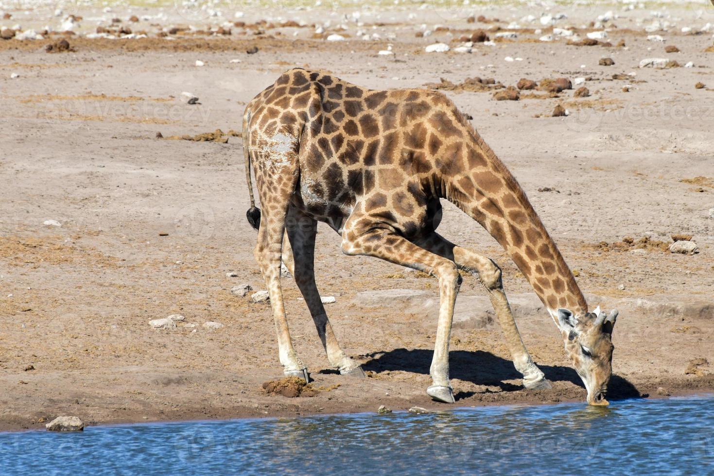 Giraffe - Etosha, Namibia photo
