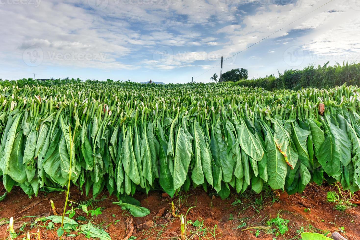 Tobacco field in the Vinales valley, north of Cuba. photo