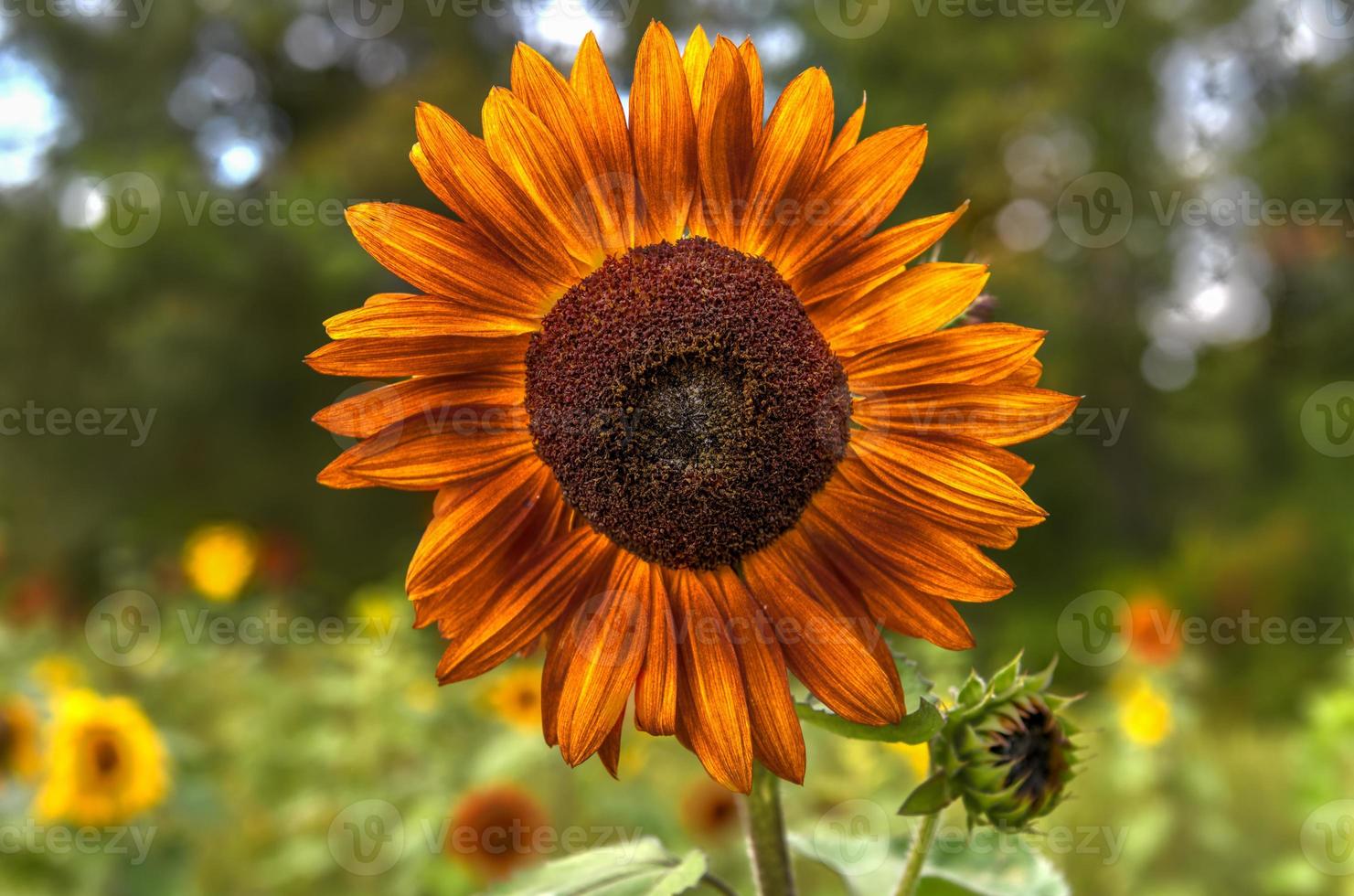 primer plano de un girasol amarillo anaranjado con una abeja en un laberinto de girasoles en el condado de sussex, nueva jersey. foto