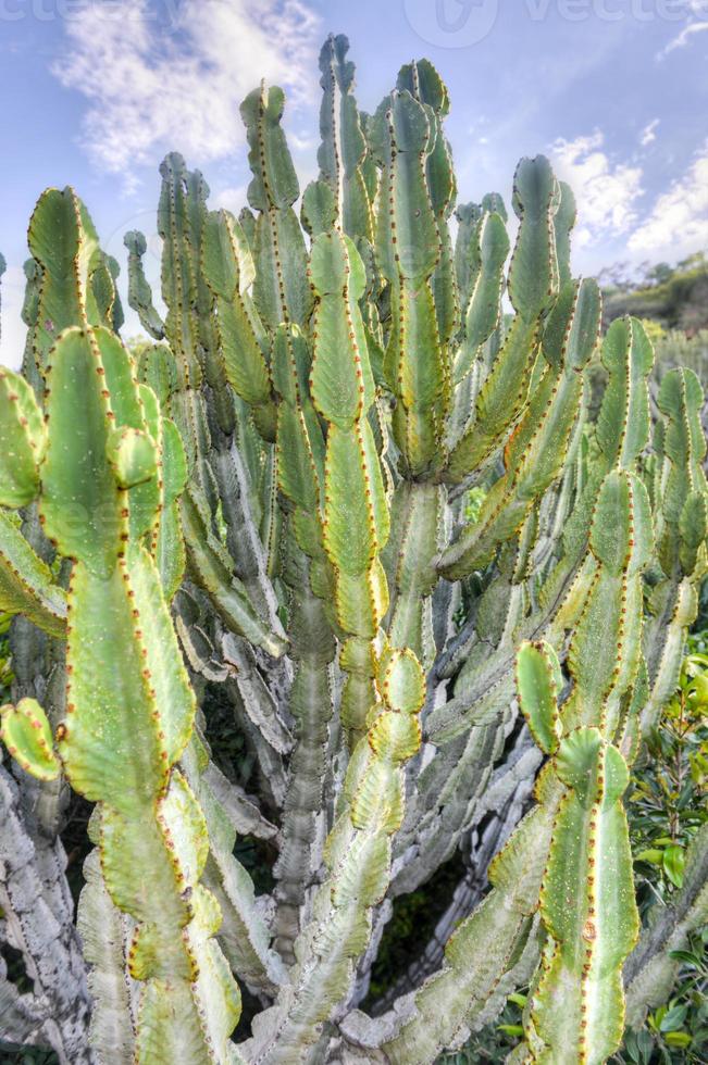 cactus de sudáfrica foto