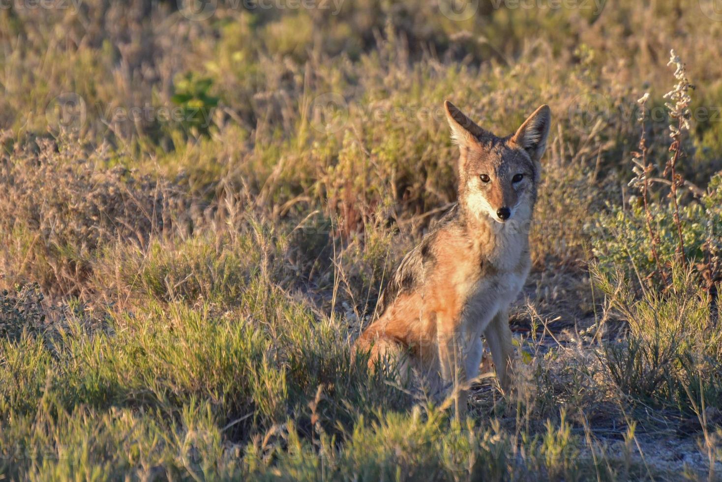 Jackal - Etosha, Namibia photo