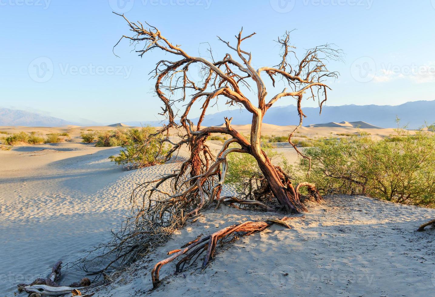 dunas de arena planas de mezquite, valle de la muerte foto