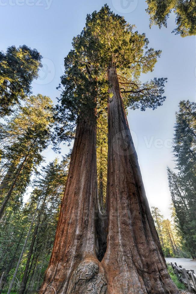 Merged Giant Sequoia Trees photo