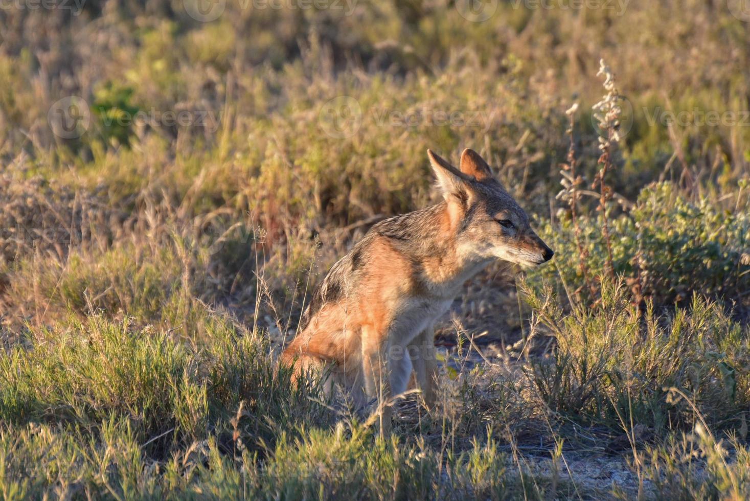 Jackal - Etosha, Namibia photo