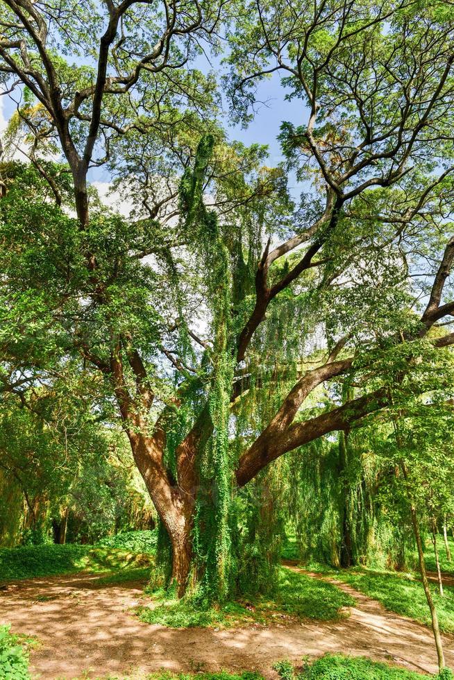 Almendares Park in the Great Metropolitan Park, also known as the forest of Havana in Cuba. photo