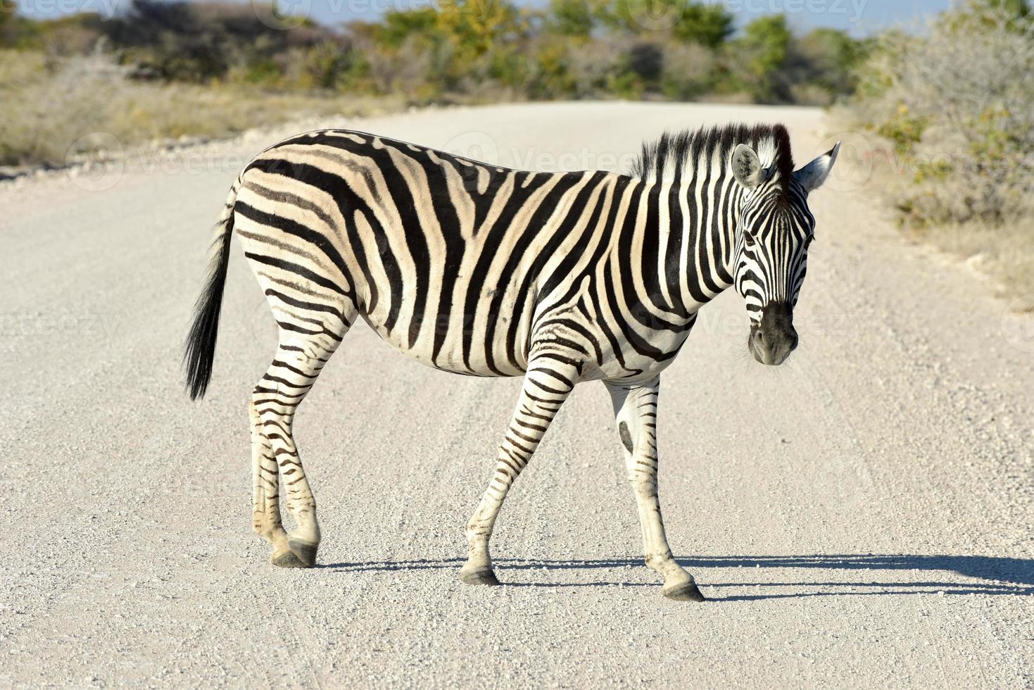 cebra - etosha, namibia foto