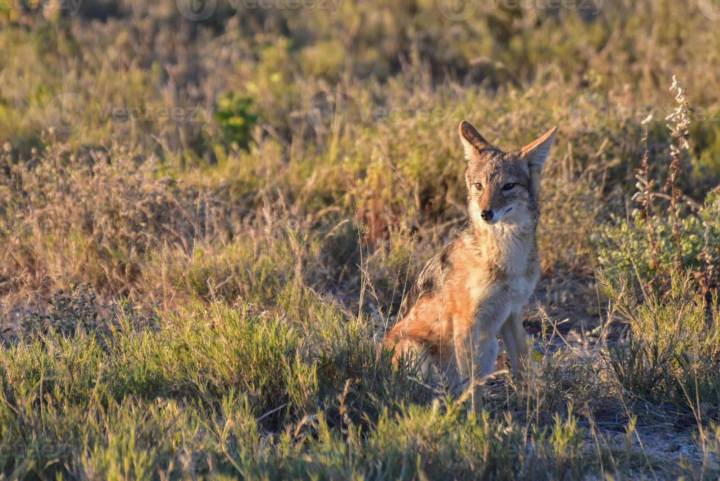 Jackal - Etosha, Namibia photo