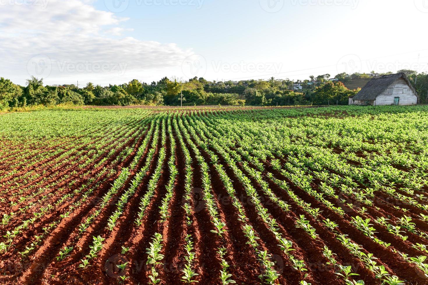 Tobacco field in the Vinales valley, north of Cuba. photo