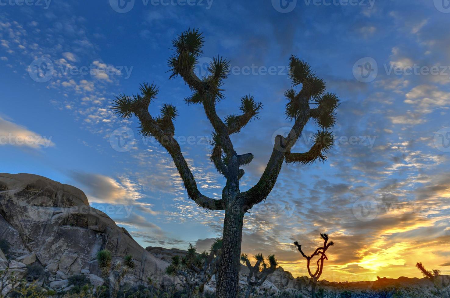 Beautiful landscape in Joshua Tree National Park in California. photo