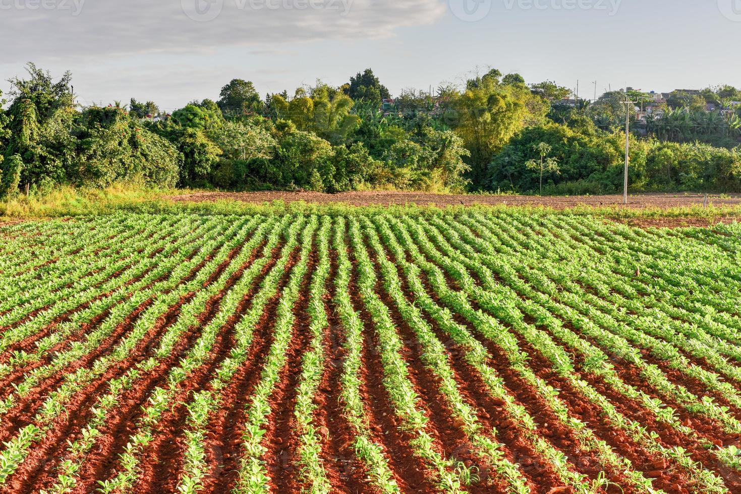 Tobacco field in the Vinales valley, north of Cuba. photo