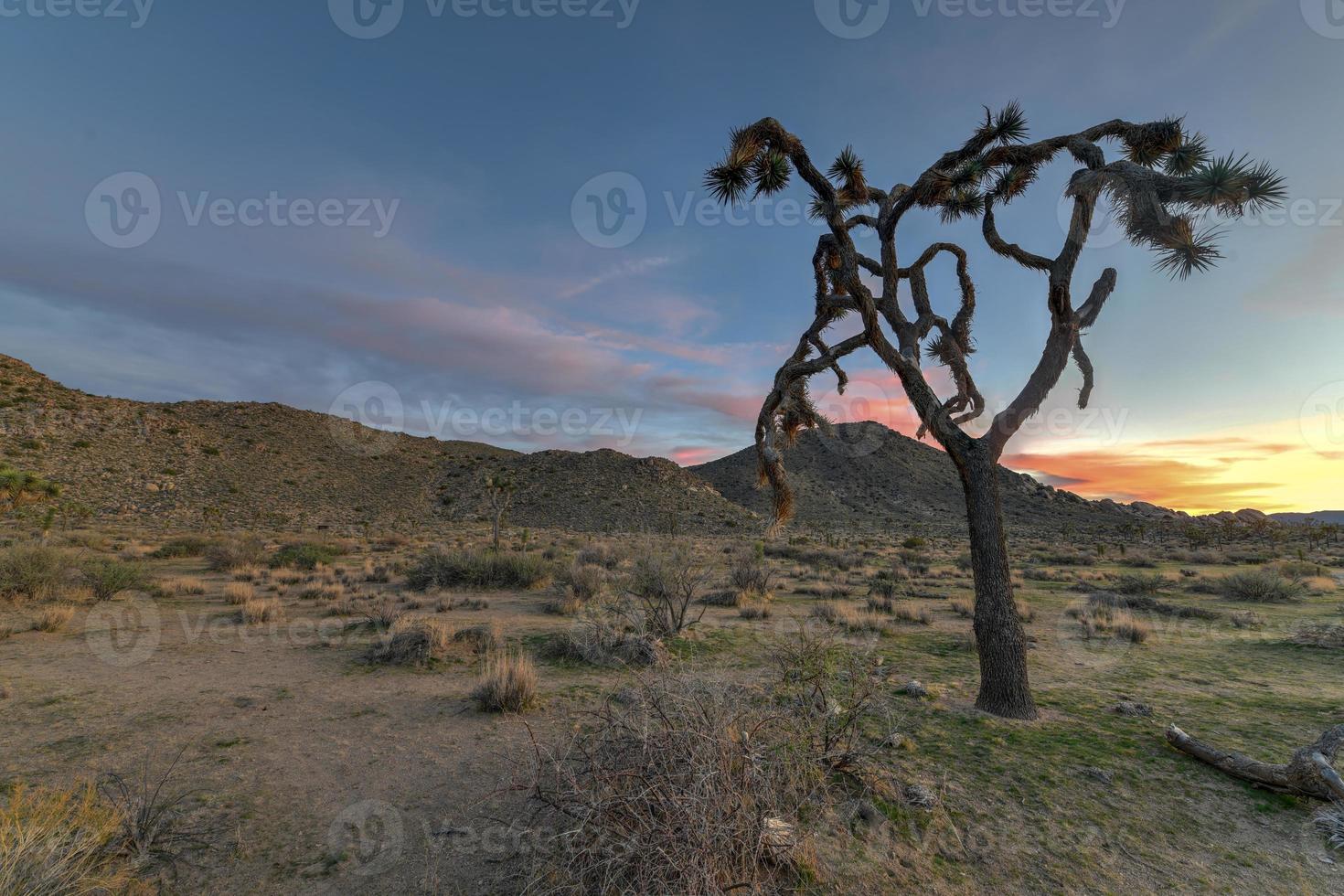 Beautiful landscape in Joshua Tree National Park in California. photo