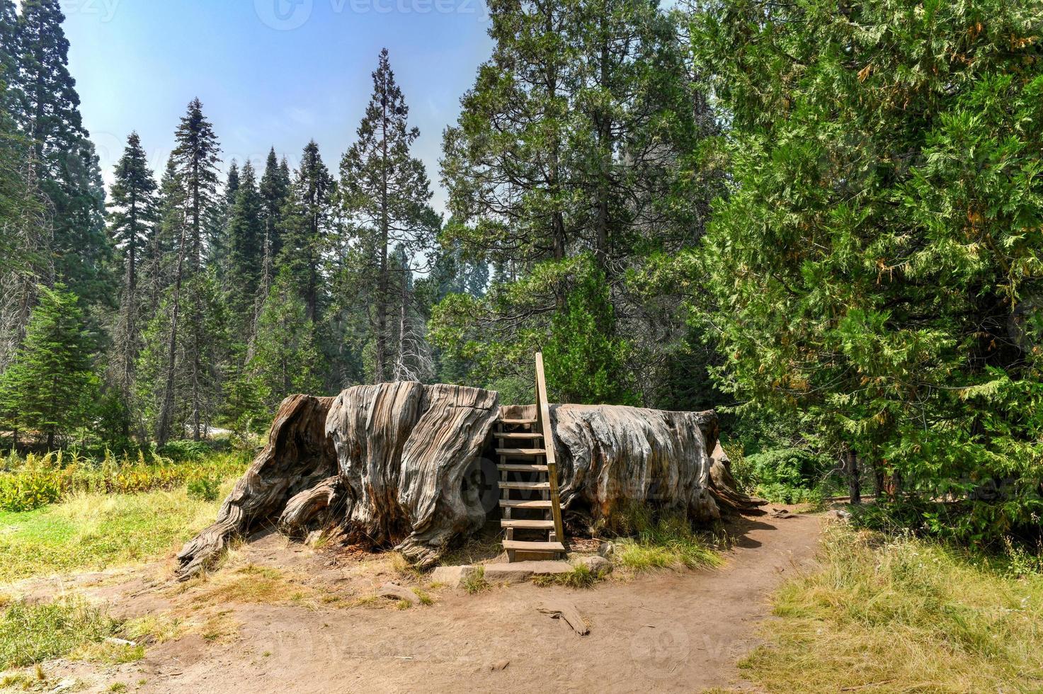 mark twain stump en big stump grove en el parque nacional sequoia y kings canyon. foto