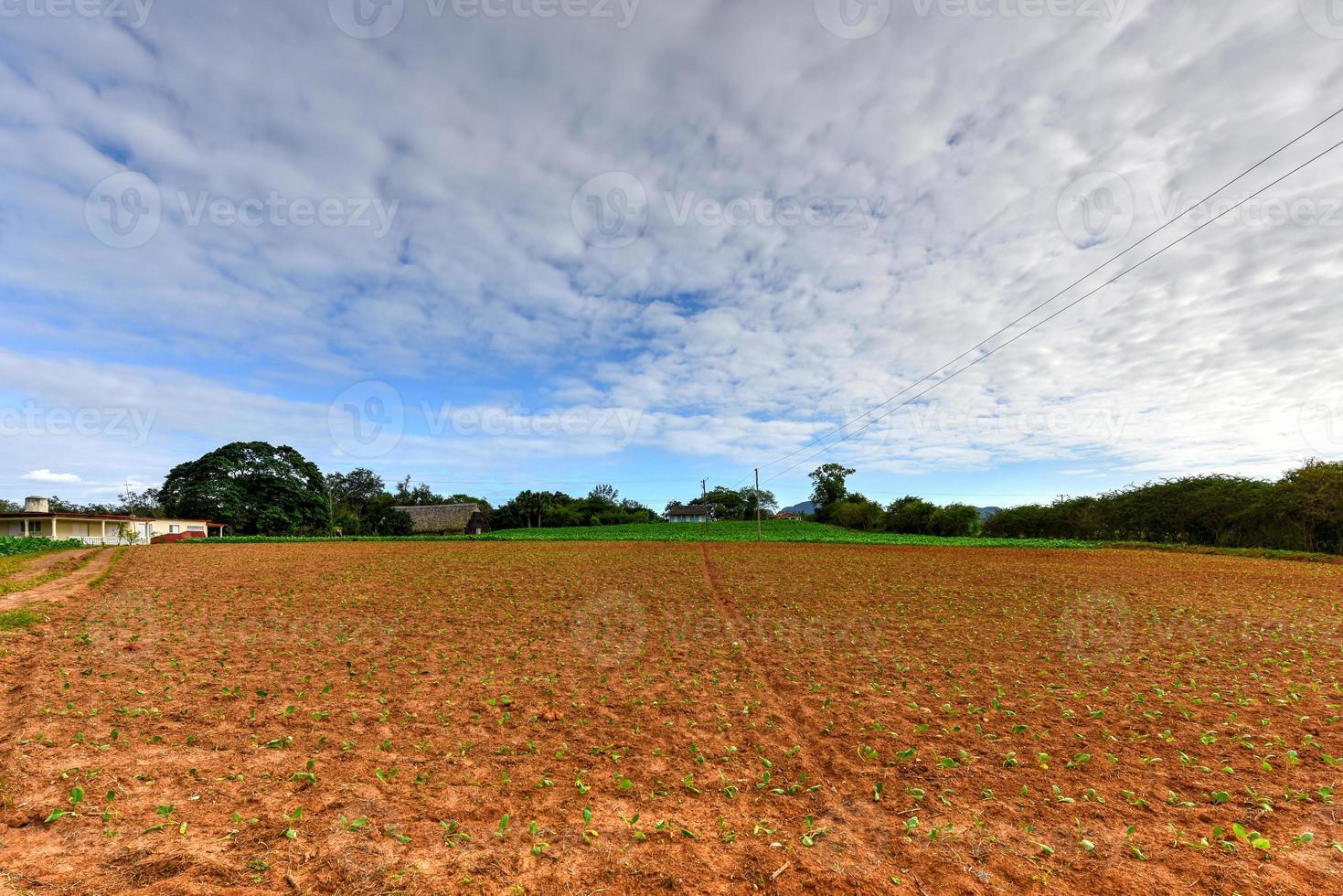 Tobacco field in the Vinales valley, north of Cuba. photo
