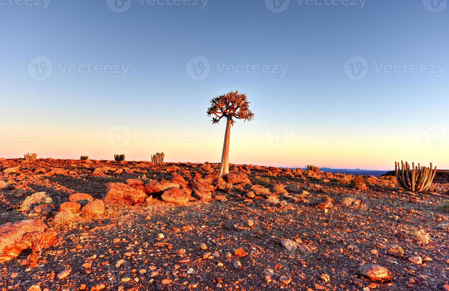 Quiver Tree - Namibia photo
